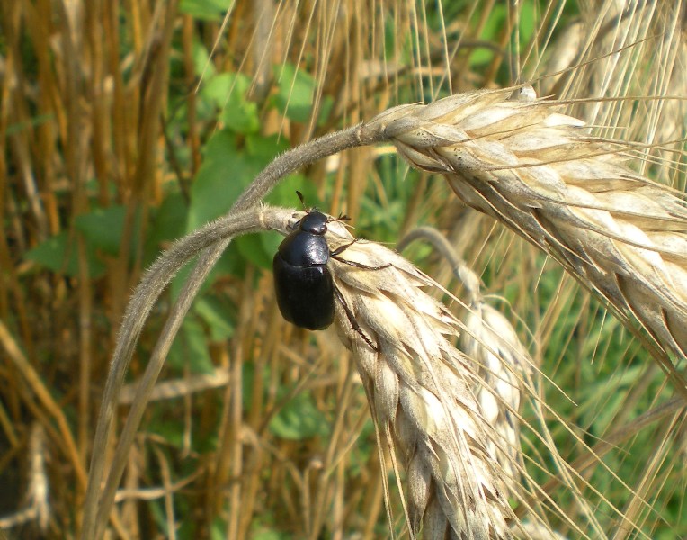 ID su spiga di grano